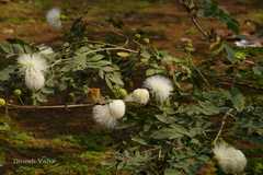Calliandra haematocephala